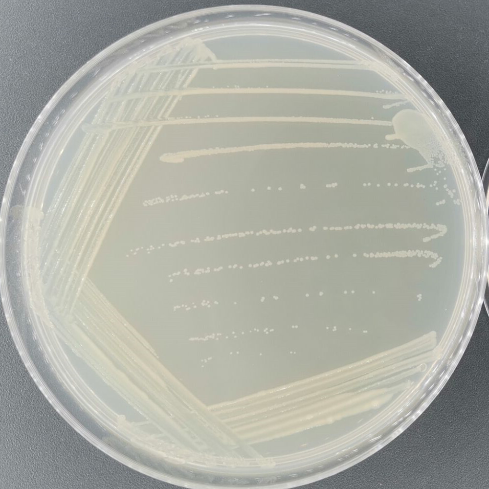 Fluorescent Pseudomonas-BNCC