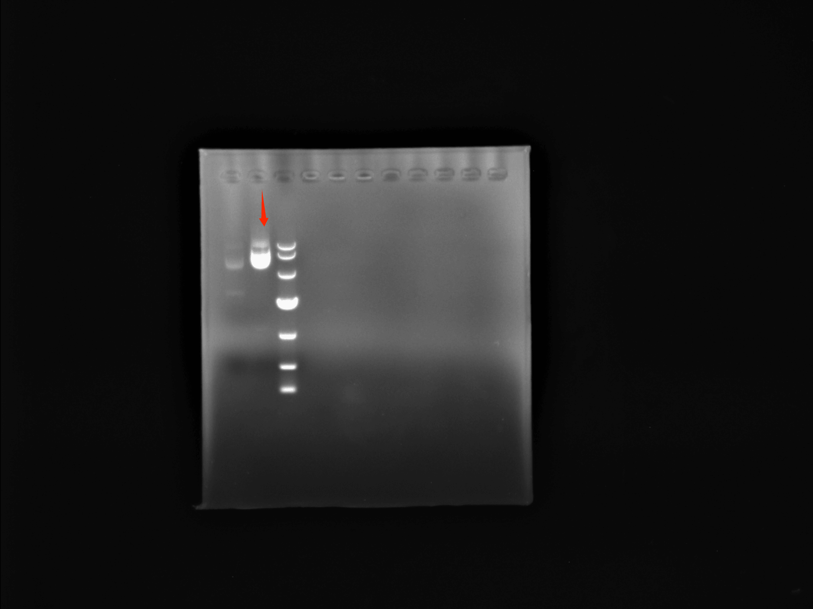 pHT01-BNCC