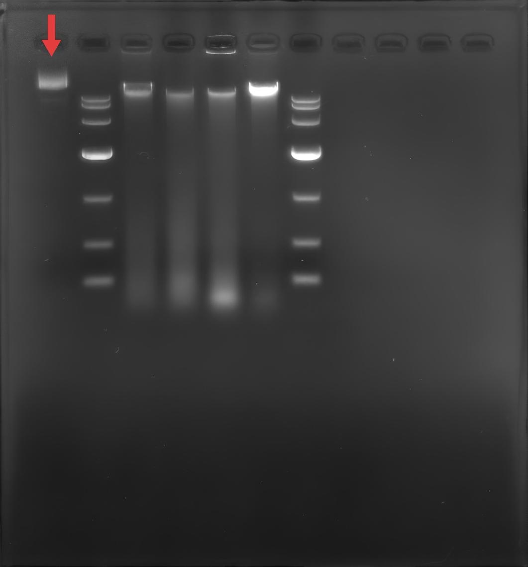pYD1-BNCC