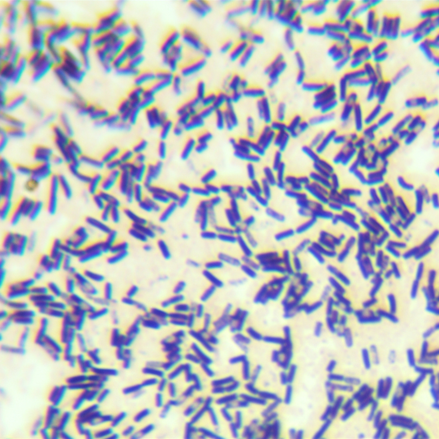Bacillus subtilis WB600-BNCC