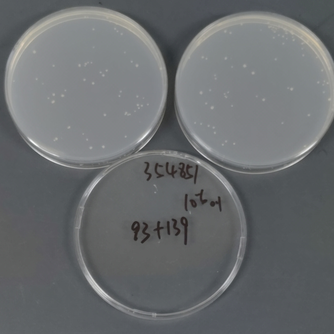 Bacillus subtilis-BNCC