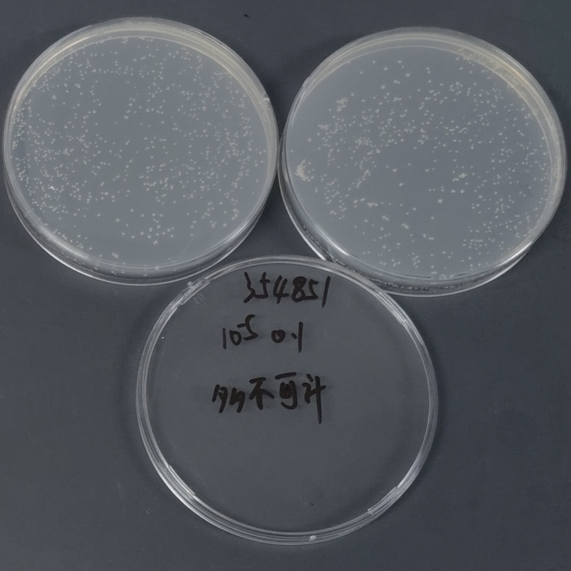 Bacillus subtilis-BNCC