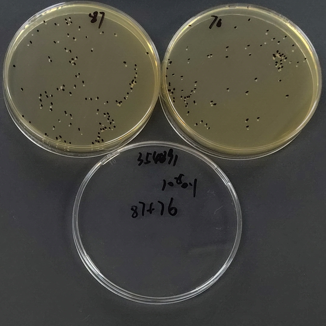 Saccharomyces cerevisiae-BNCC