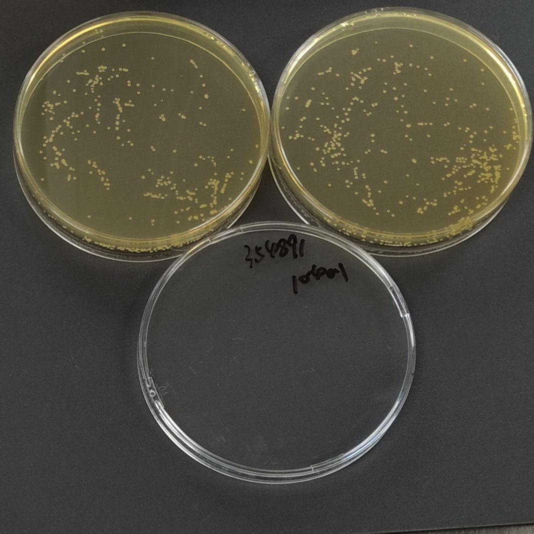 Saccharomyces cerevisiae-BNCC