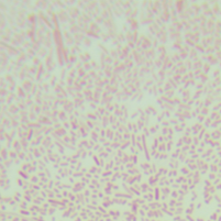 STBL2 Escherichia coli-BNCC