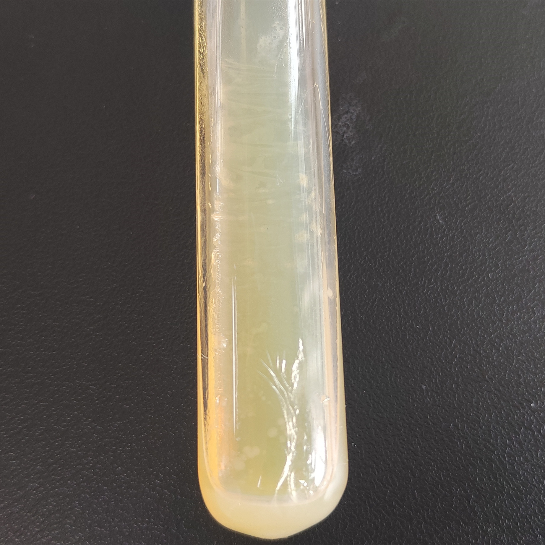 Streptococcus iniae-BNCC
