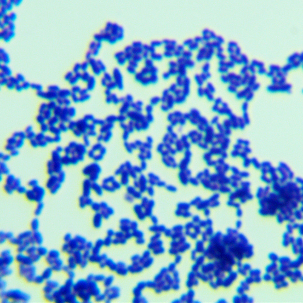 Streptococcus iniae-BNCC