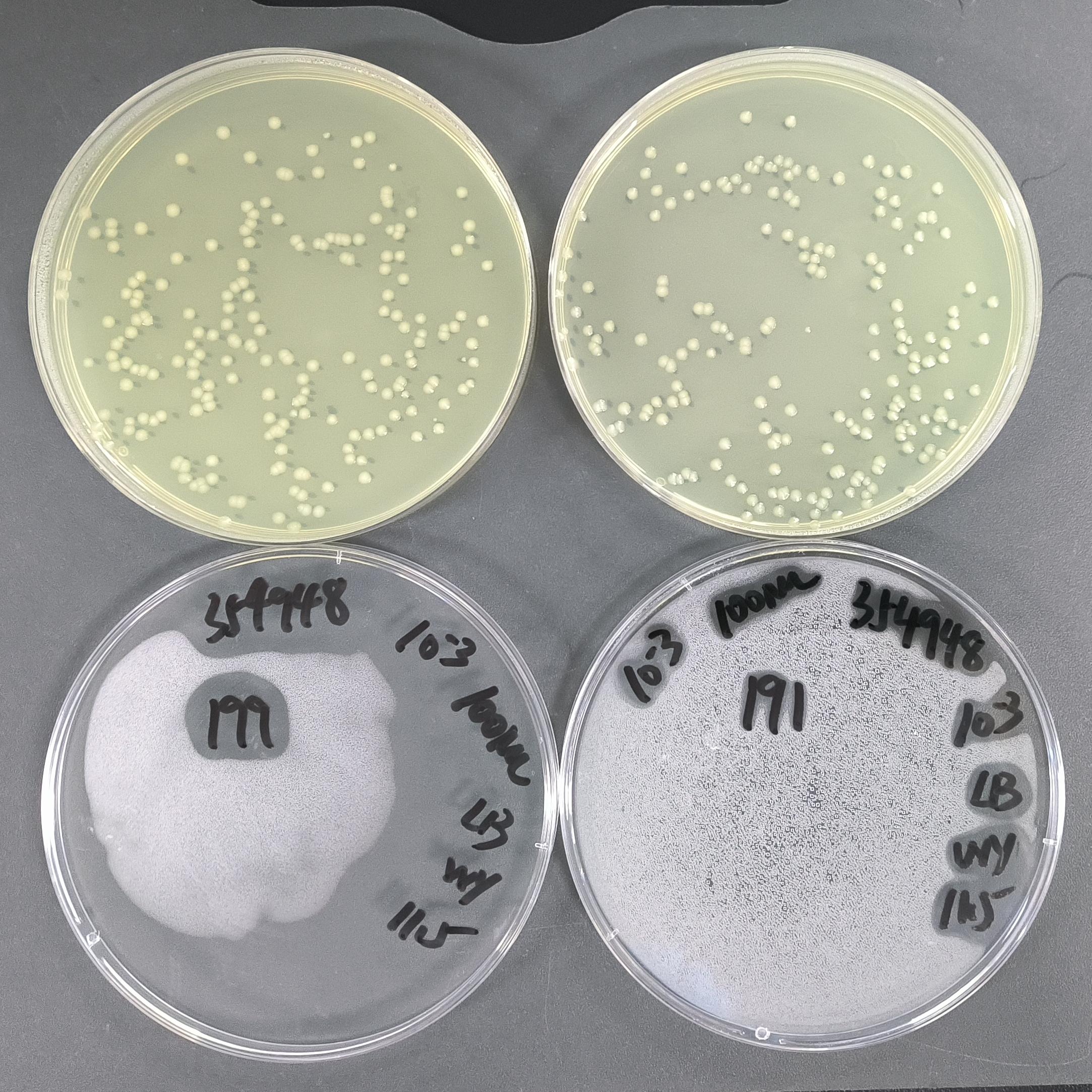 Quantitative strains of Enterobacter cloacae-BNCC