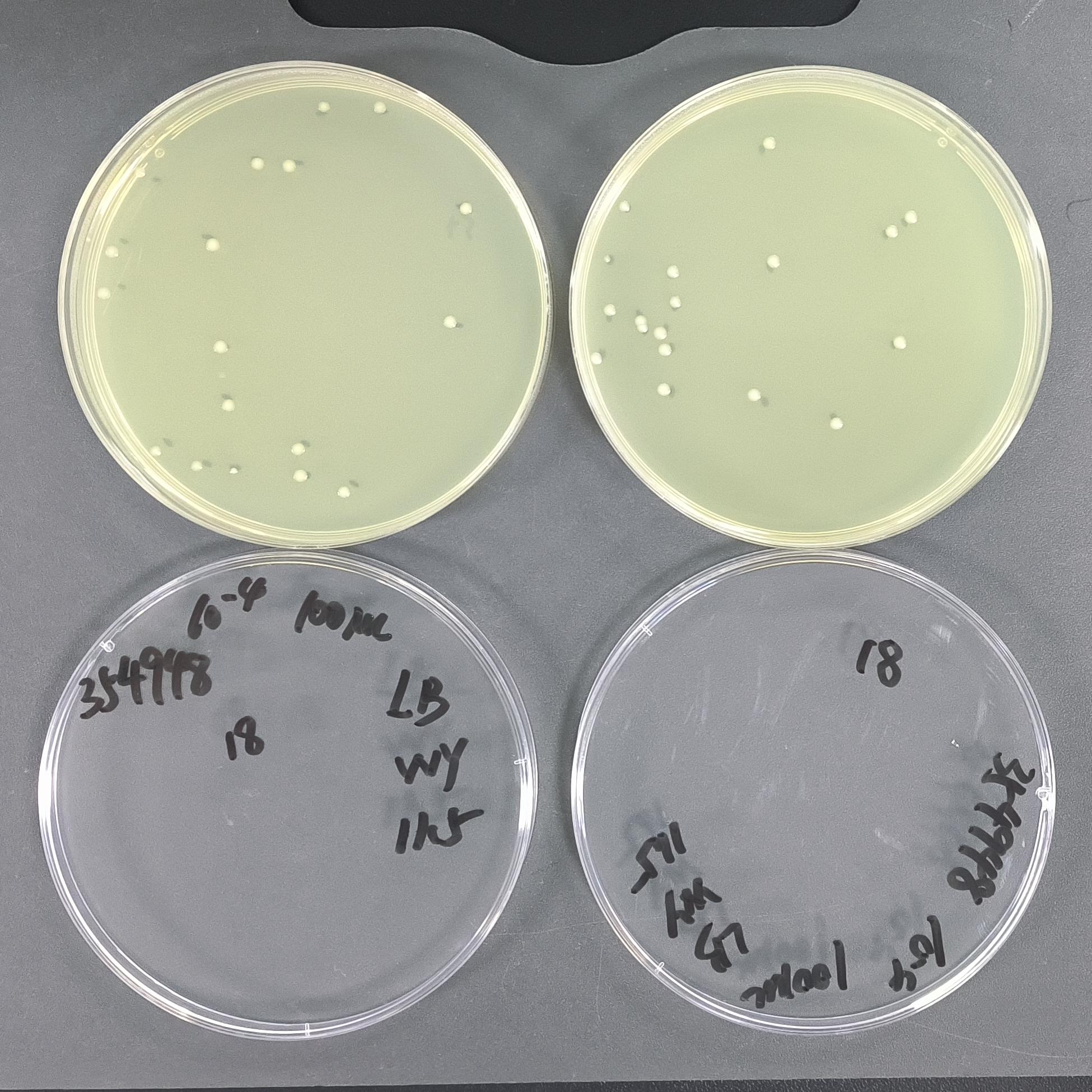 Quantitative strains of Enterobacter cloacae-BNCC