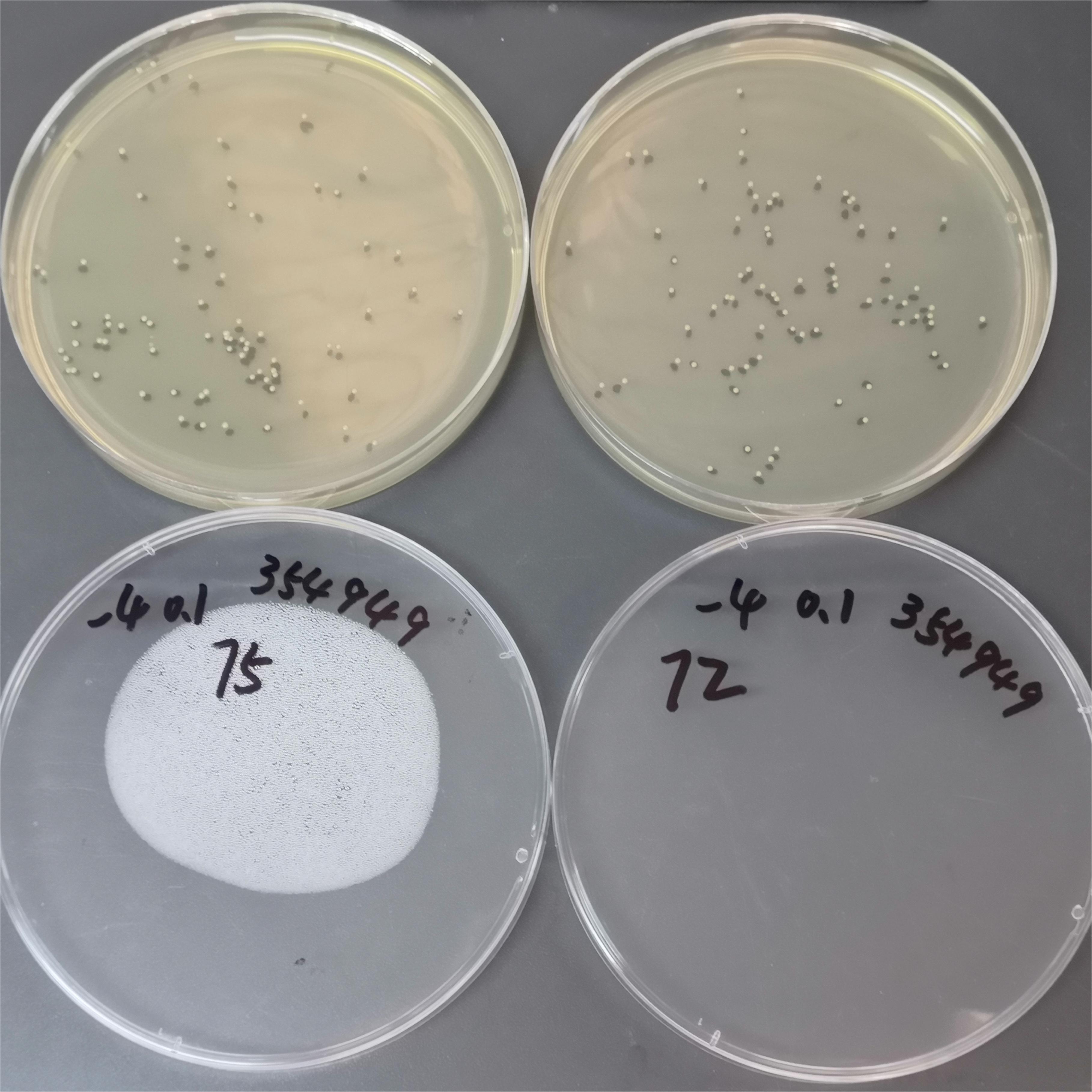 Quantitative strains of Corynebacterium casei-BNCC