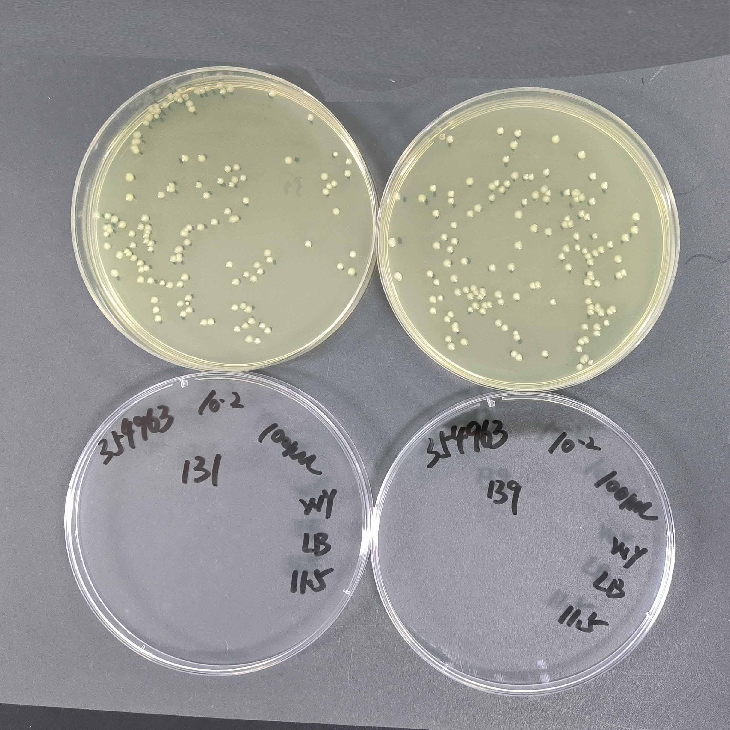 Quantitative Strain of Escherichia coli-BNCC