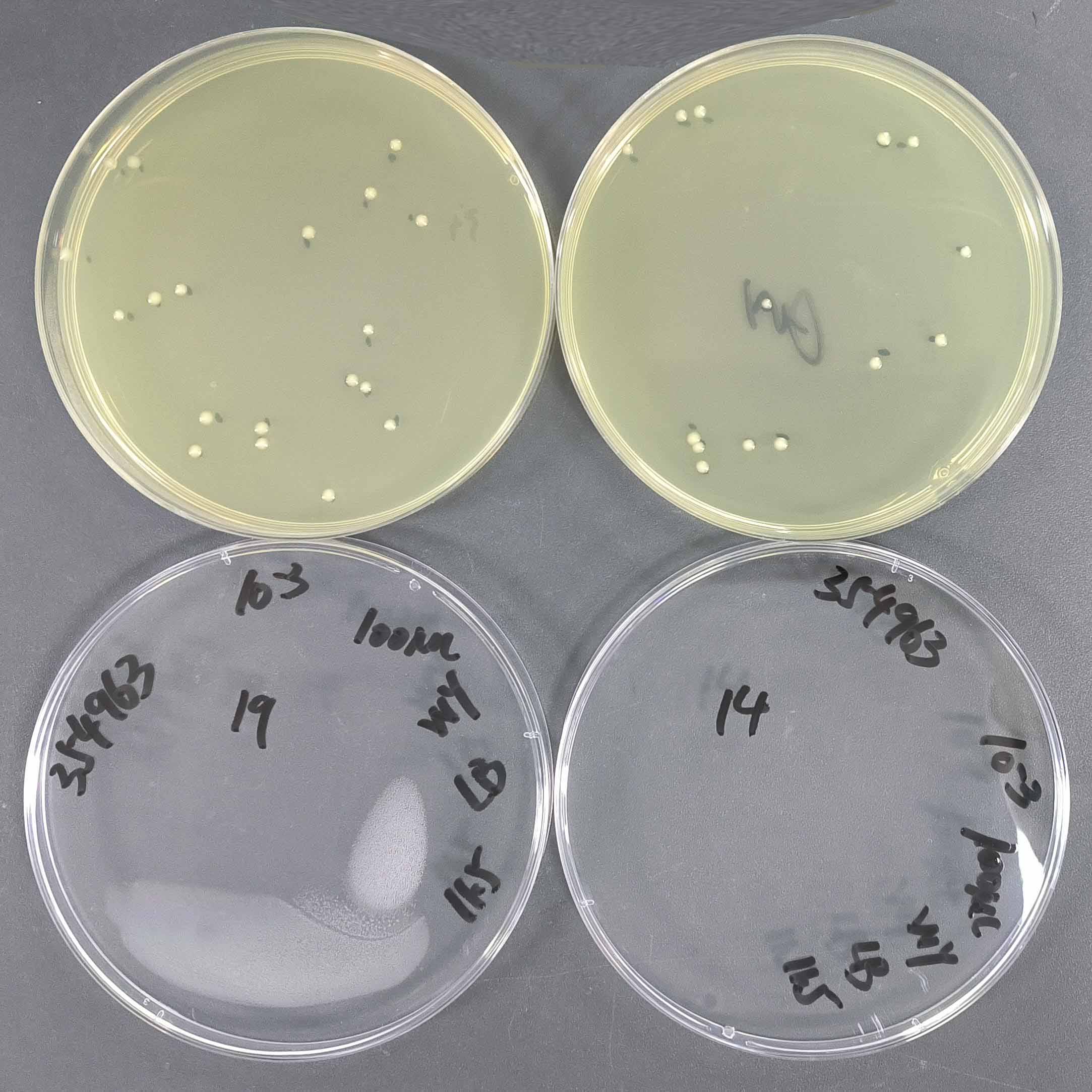 Quantitative Strain of Escherichia coli-BNCC