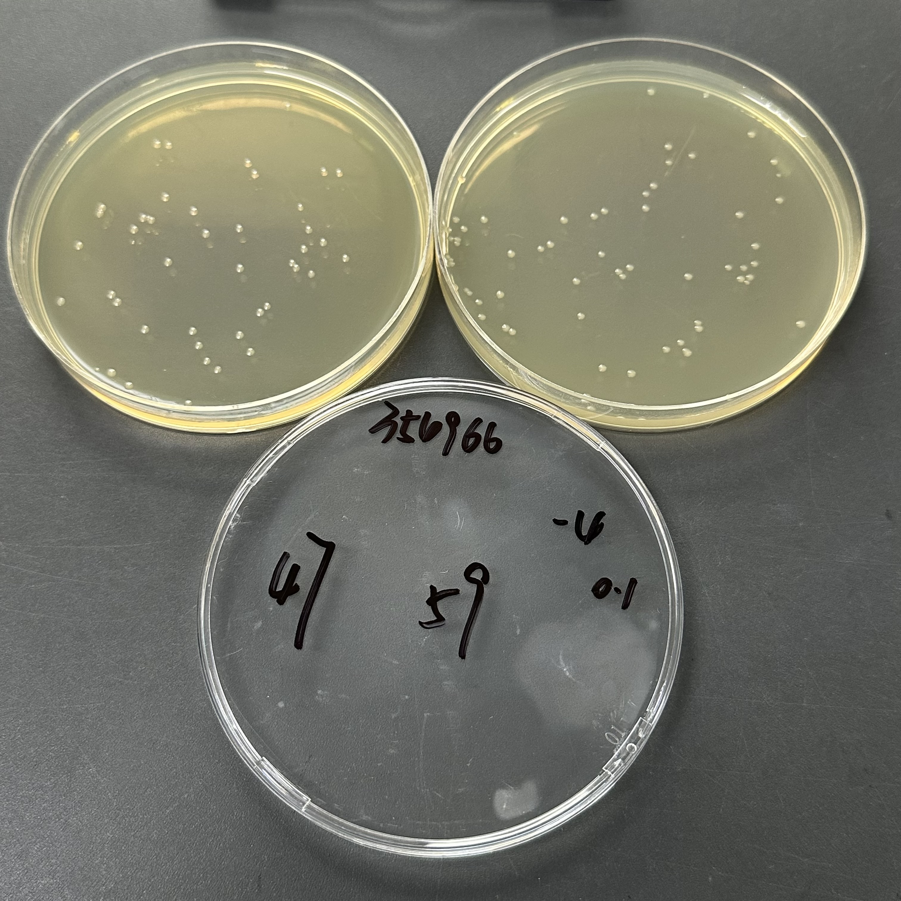 Quantitative strain of Escherichia coli-BNCC