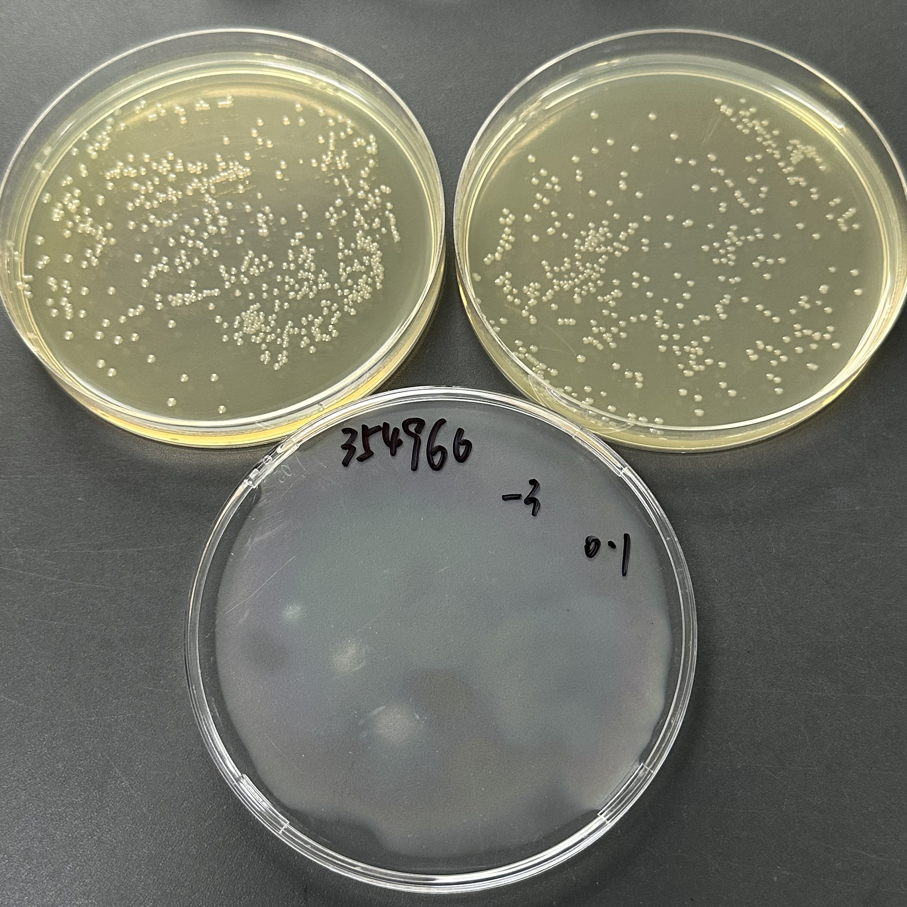 Quantitative strain of Escherichia coli-BNCC