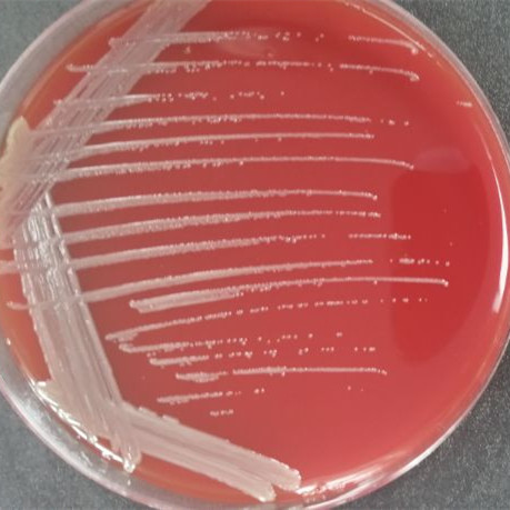 Bordetella bronchiseptica-BNCC