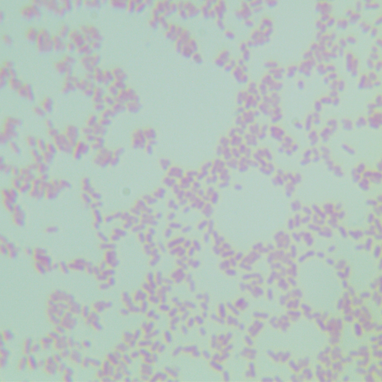 Bordetella bronchiseptica-BNCC