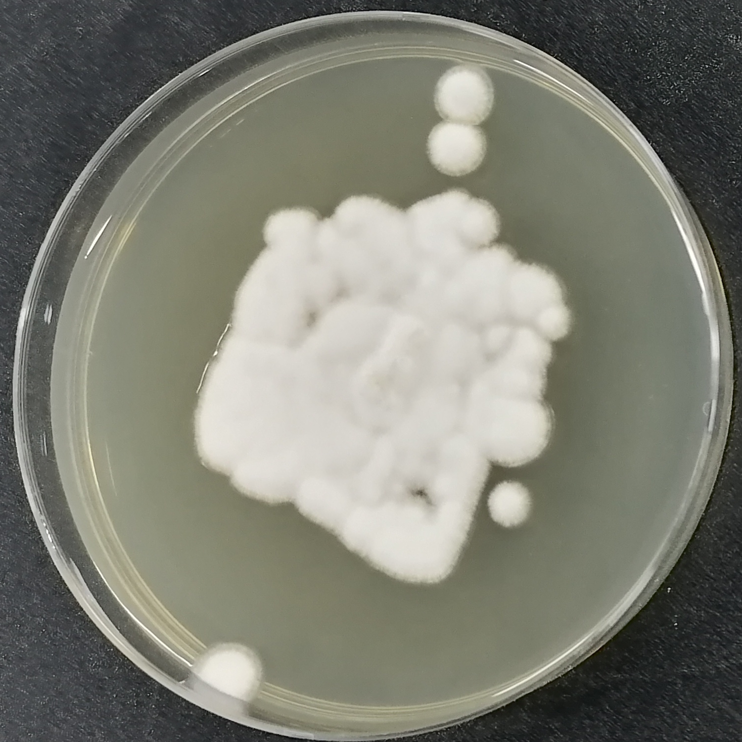 Thick walled Puccinia fungus-BNCC