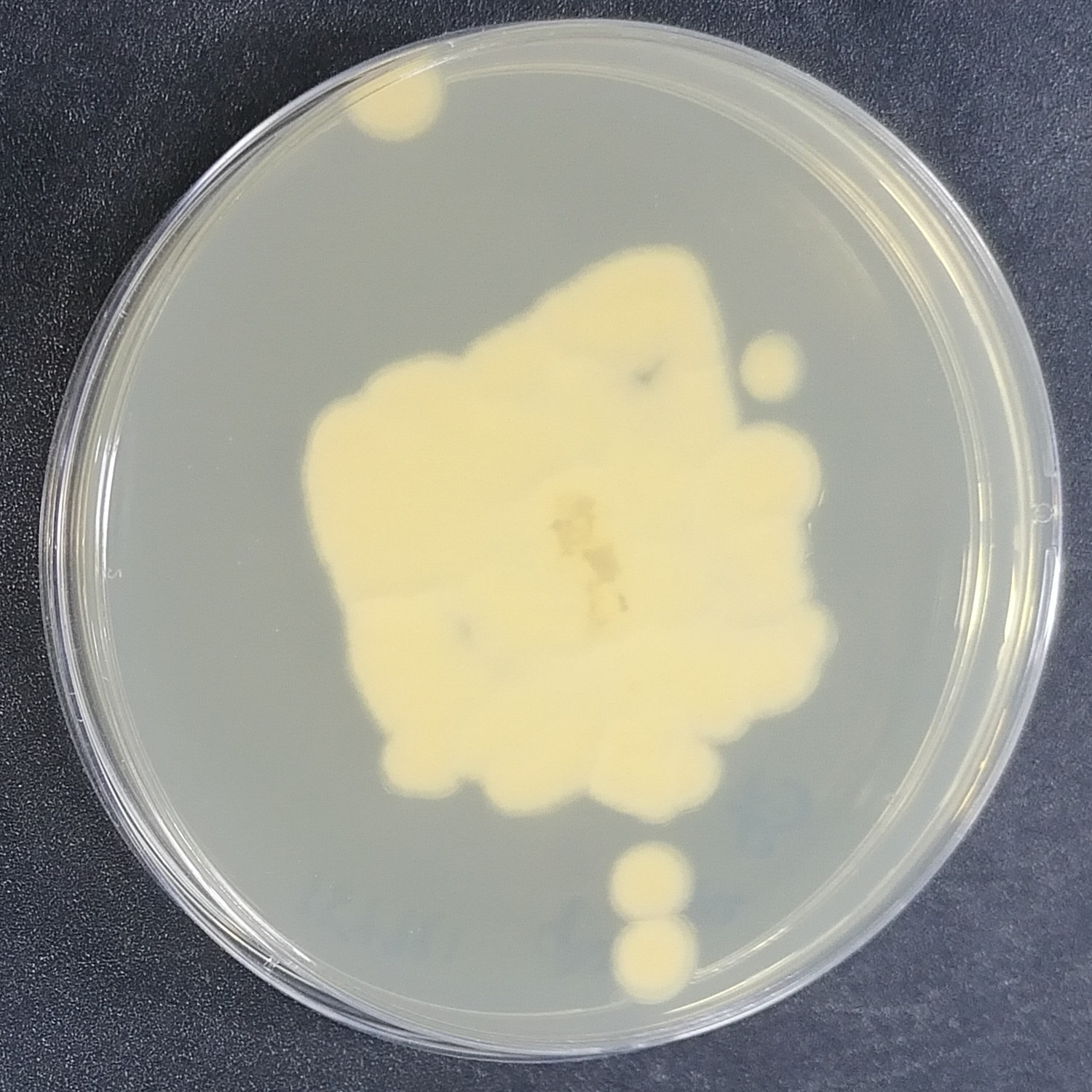 Thick walled Puccinia fungus-BNCC