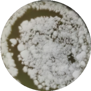 Polycephalomyces nipponicus-BNCC