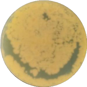 Polycephalomyces nipponicus-BNCC