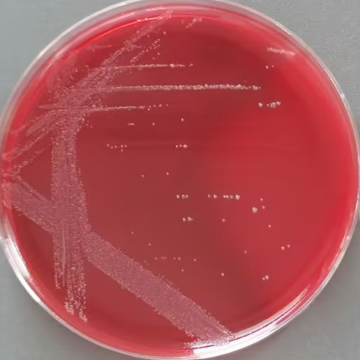 Vibrio cholerae-BNCC