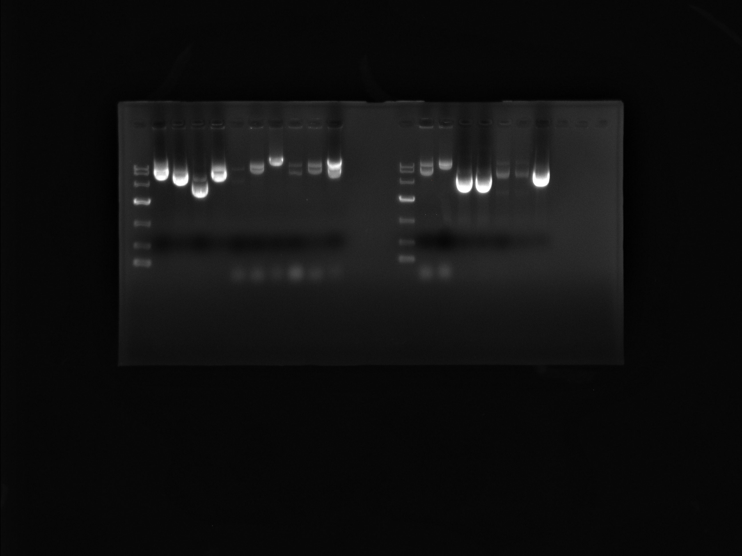 pTrc99a-BNCC