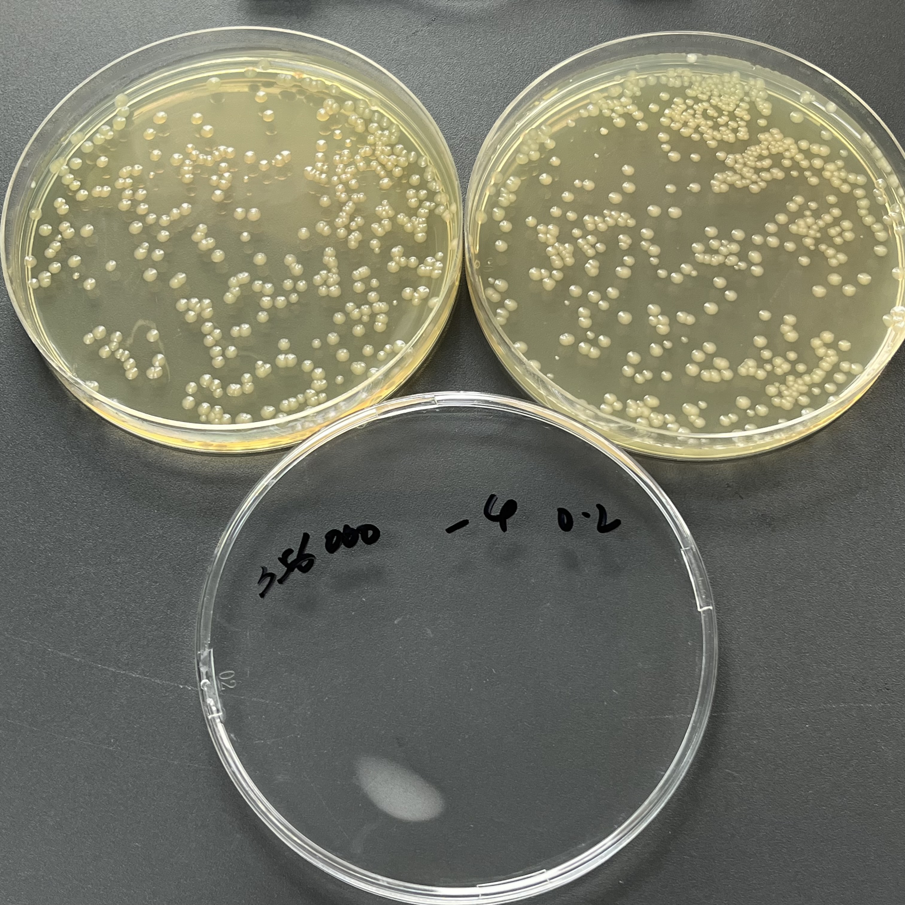 Quantitative strain of Escherichia coli-BNCC