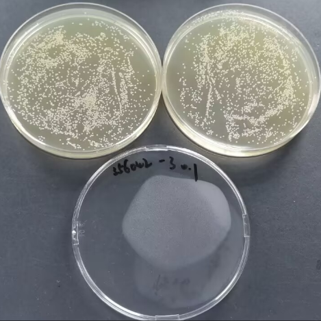 Quantitative strain of Staphylococcus aureus subsp. aureus-BNCC