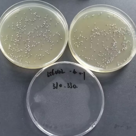 Quantitative strain of Staphylococcus aureus subsp. aureus-BNCC