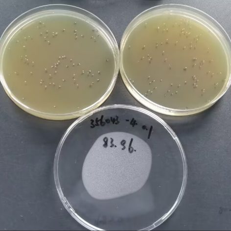 Quantitative strain of Bacillus subtilis-BNCC