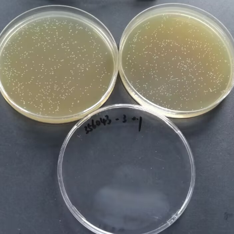Quantitative strain of Bacillus subtilis-BNCC