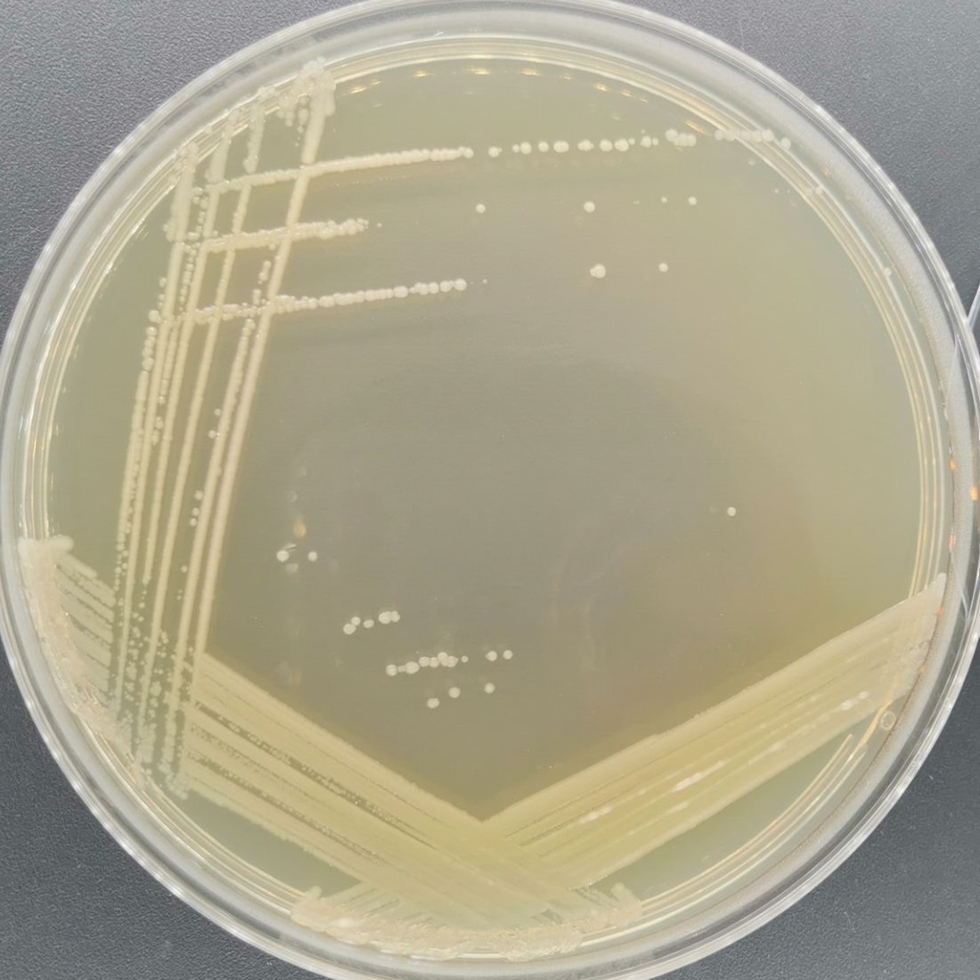 Beretz Acinetobacter-BNCC