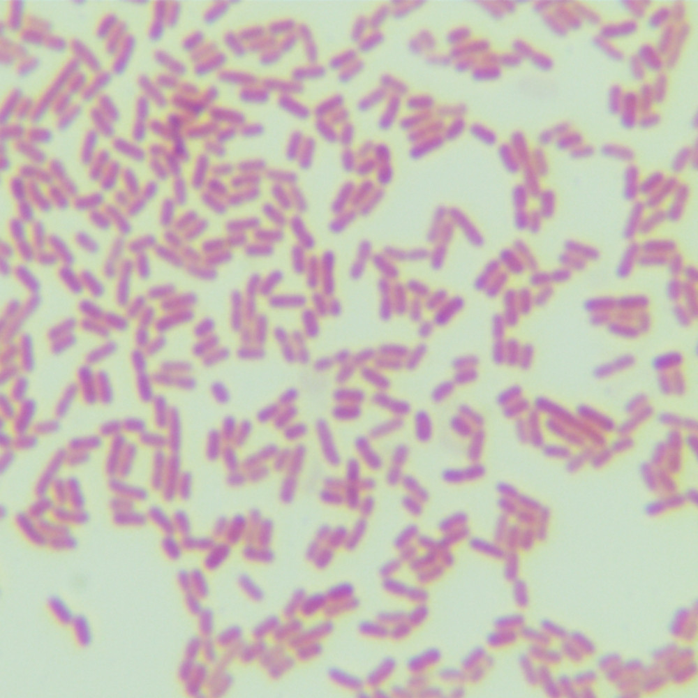 Beretz Acinetobacter-BNCC
