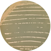 Acetobacter-BNCC