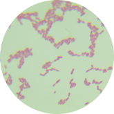 Acetobacter-BNCC