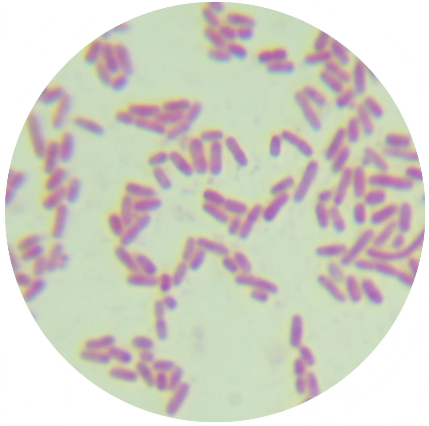 Acetobacter pyogenes-BNCC