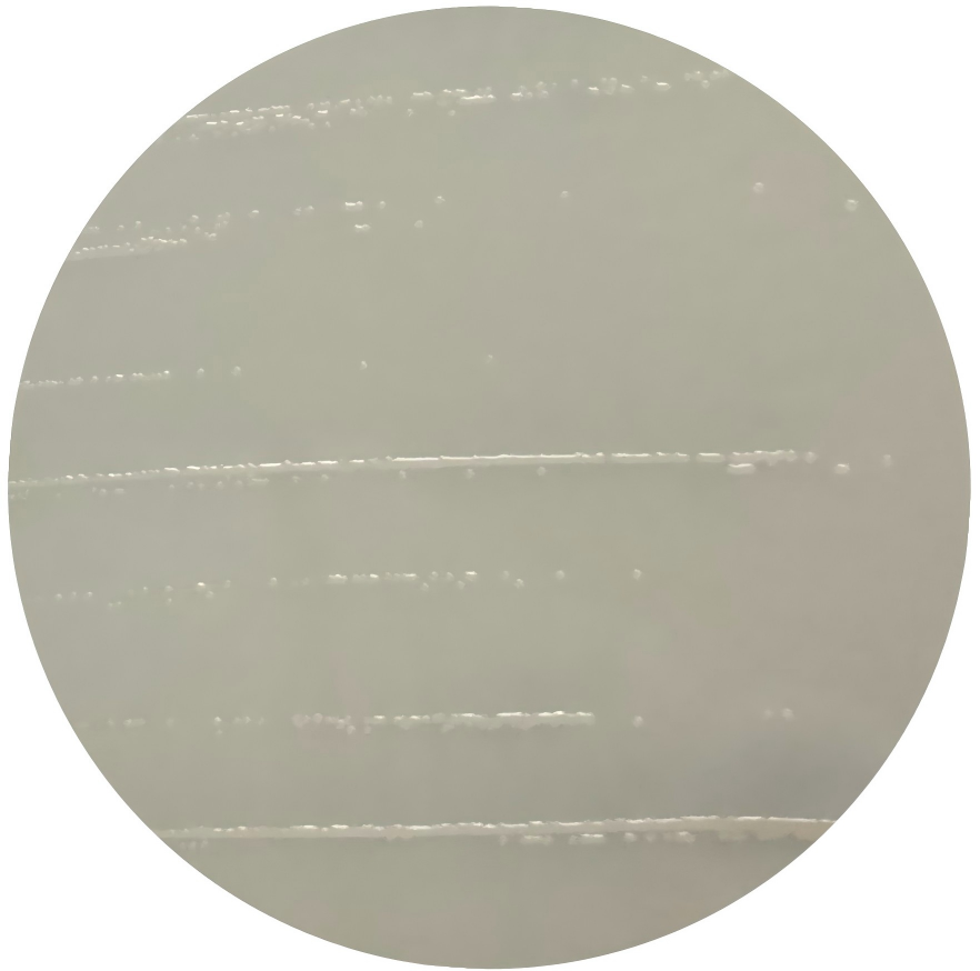 Acetobacter pyogenes-BNCC