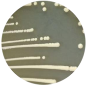 Endogenous aerobic bacteria-BNCC