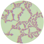 Endogenous aerobic bacteria-BNCC