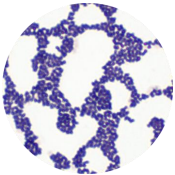Yan Jie's Microbes-BNCC