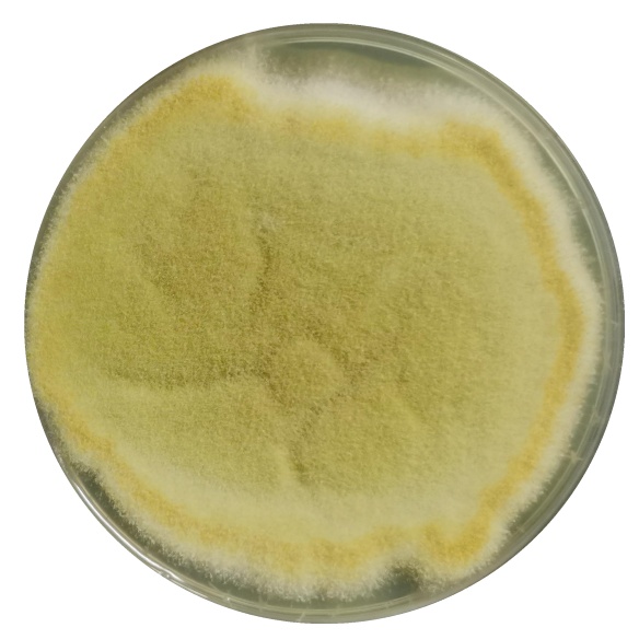 Aspergillus flavus-BNCC