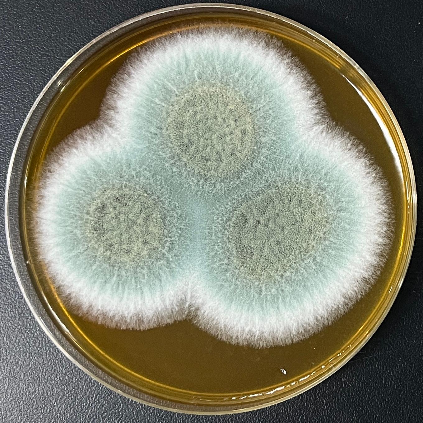 Aspergillus fumigatus-BNCC