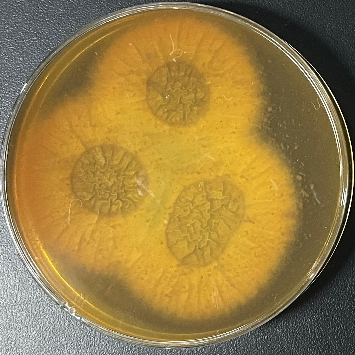 Aspergillus fumigatus-BNCC