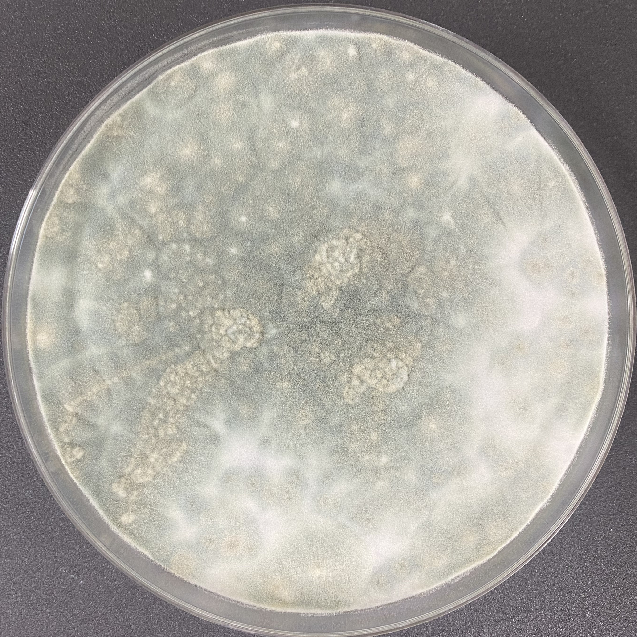 Aspergillus fumigatus-BNCC