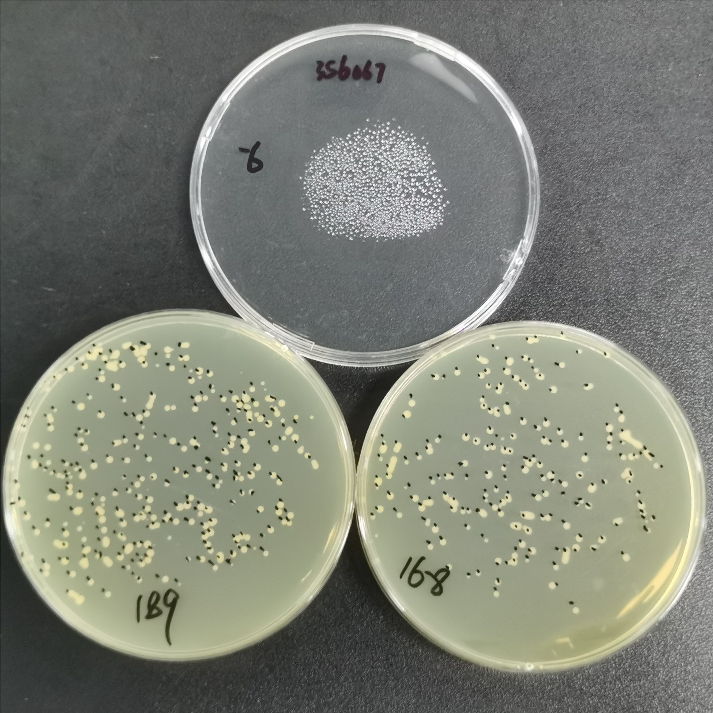 New type of cryptosphere yeast-BNCC