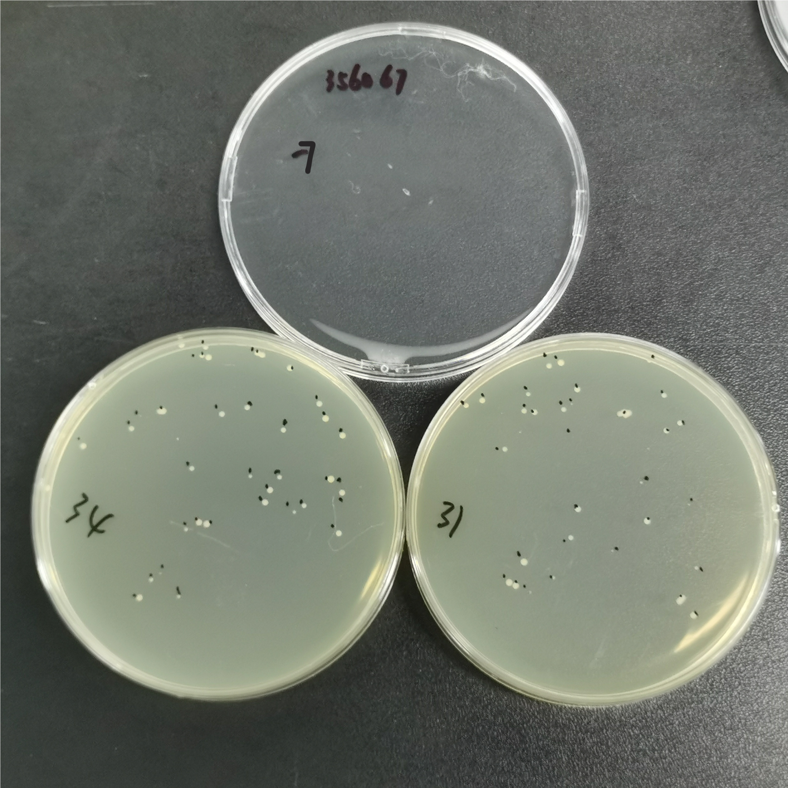 New type of cryptosphere yeast-BNCC