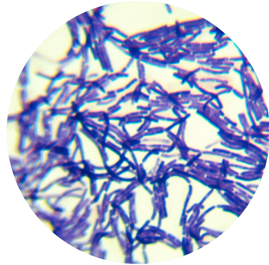 Bacillus coagulans-BNCC
