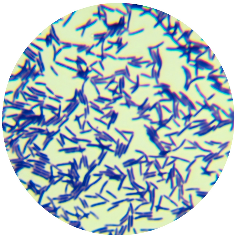 Magellan's Bacteroidetes Magninis subspecies-BNCC