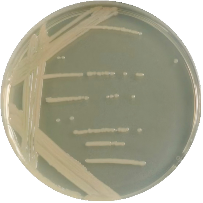 Bacillus subtilis-BNCC