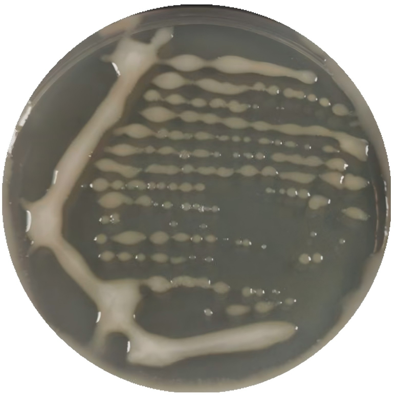 Bacillus subtilis-BNCC